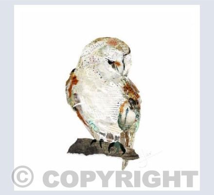 Barn Owl