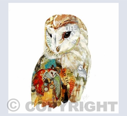 Barn owl 2