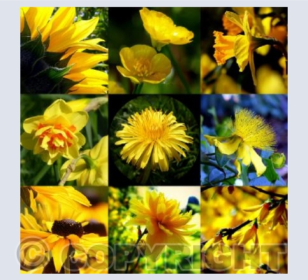 Rainbow yellows