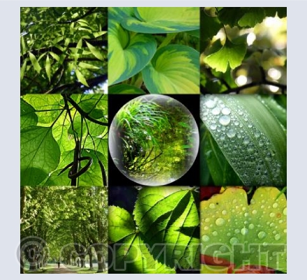 Rainbow greens