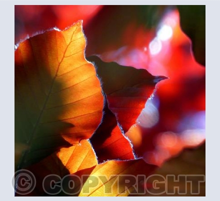 Spring leaves