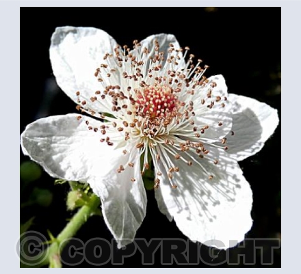Hawthorn blossom