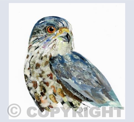 Sparrowhawk