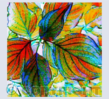 Colourful leaves