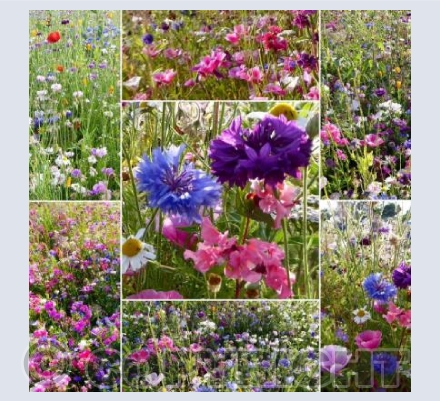 English meadow