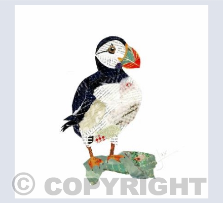 Puffin