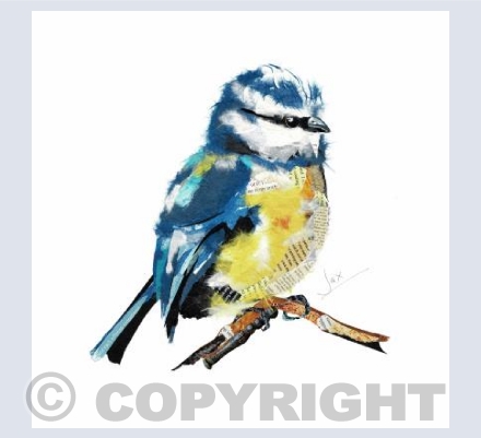 Blue Tit