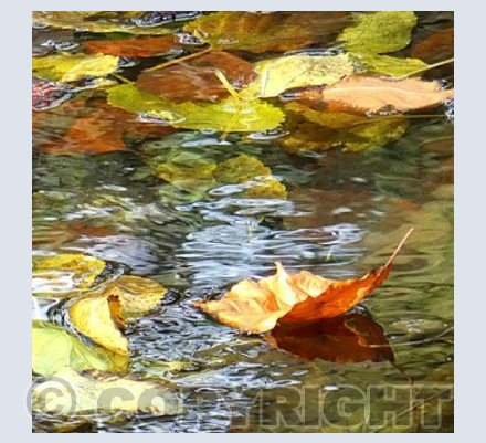 Floating leaf