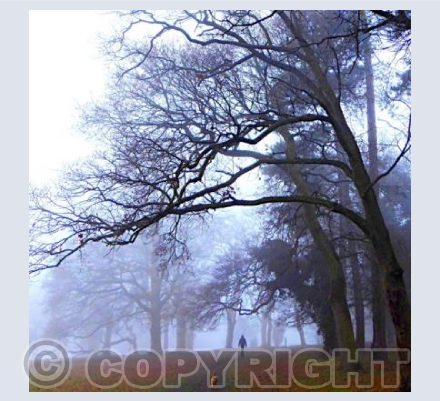 Misty dog walk