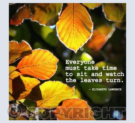 Watch the leaves turn