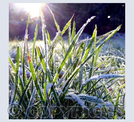 First frost