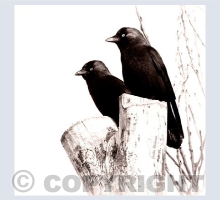 Jackdaws