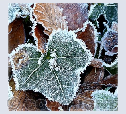 First frost
