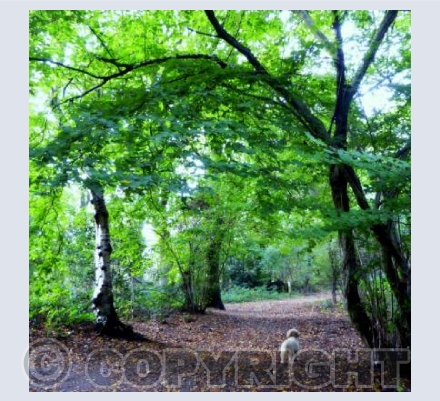 Sunday Walk