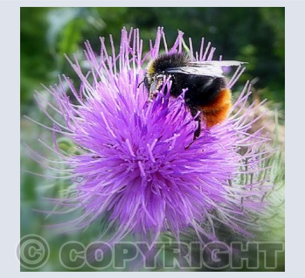 Busy Bee