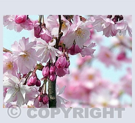 Spring Blossom