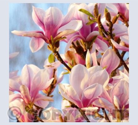 Magnolia