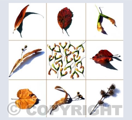Autumn pickings