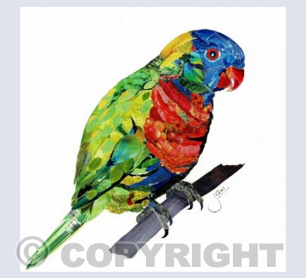 Rainbow lorikeet