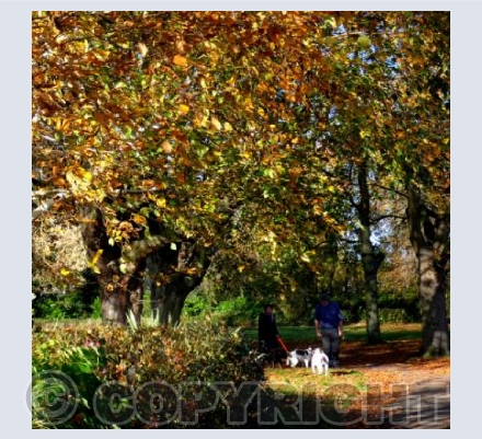 Florence Park Woofers