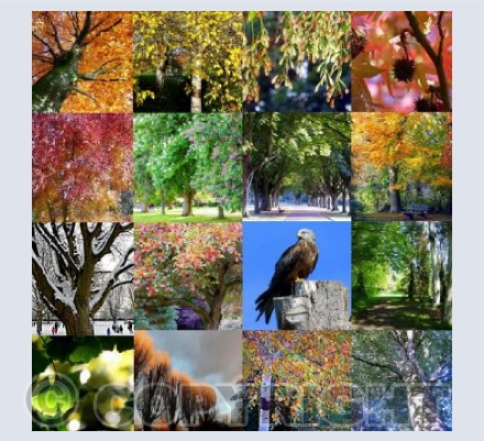 The trees of Florence Park, Oxford