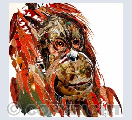 Orangutan