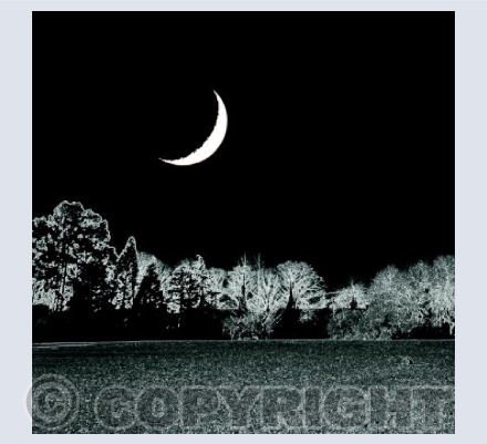 Moonlit trees