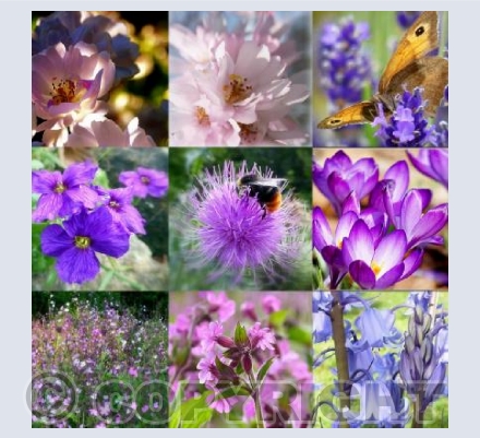 Pinks & Purples in Florence Park, Oxford