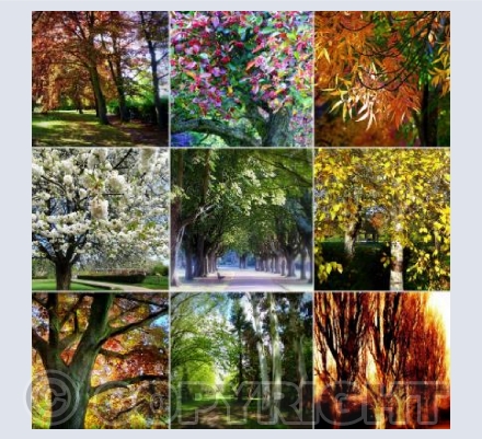 The Trees in Florence Park, Oxford