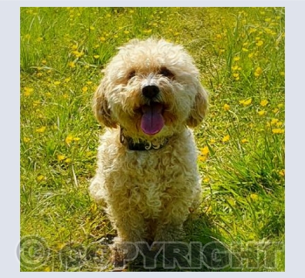 Teddy