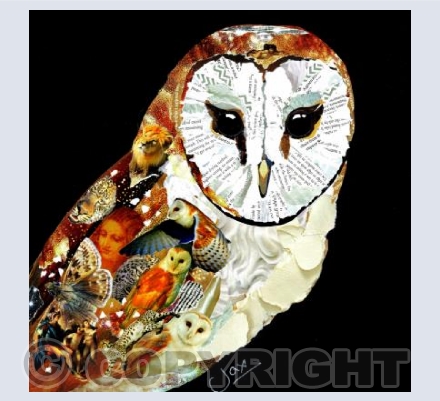 Barn Owl 3
