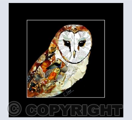 Barn Owl in frame