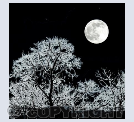 Treescape No.5