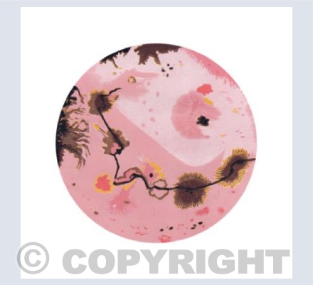 Pink Petrus