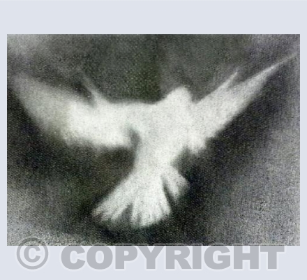 Dove