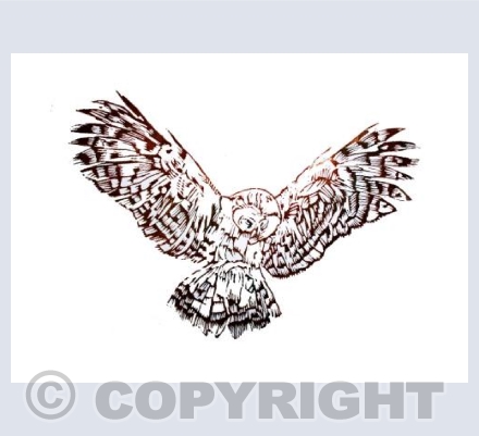 Sophia (Owl)