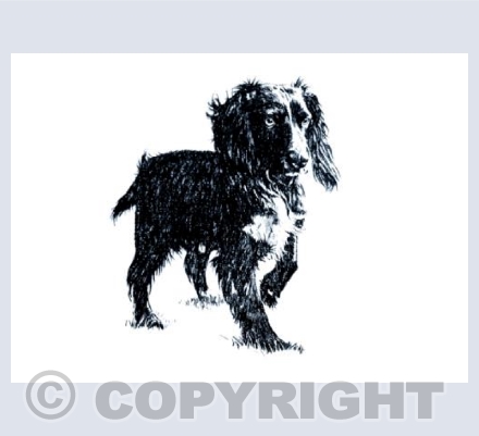 English Cocker Spaniel
