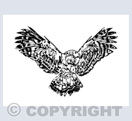 Sophia (Owl)