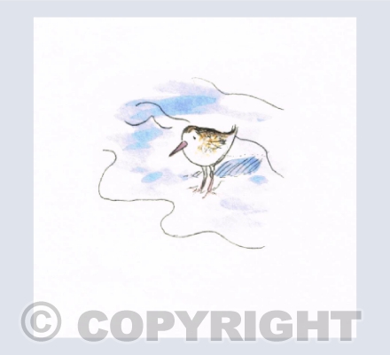 Paddling Sandpiper
