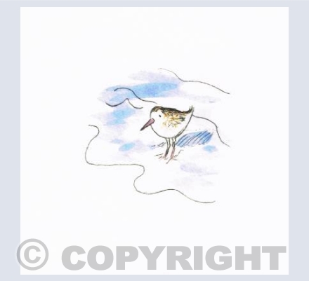 Sandpiper 