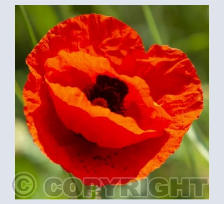 Poppy head