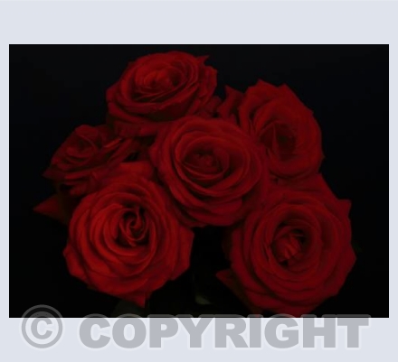 6 Red Roses