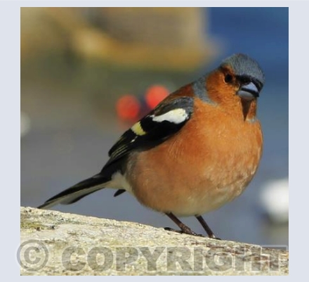 Chaffinch