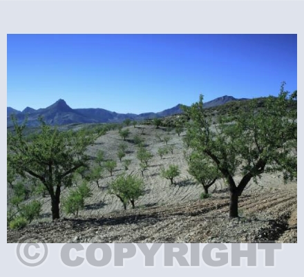 Almond Trees and Mountains