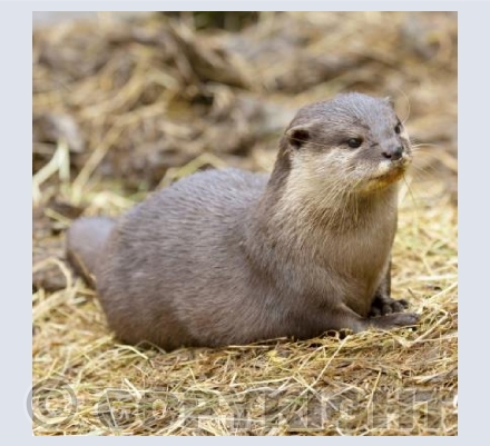 Asian Short Clawed Otter