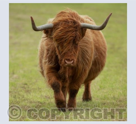 Bad hair day