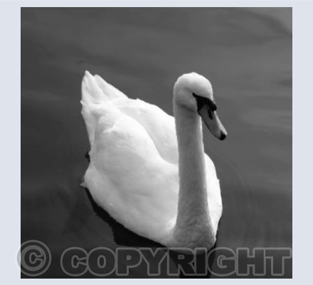 Stourhead Swan BW