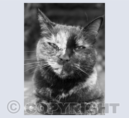 Kizzy BW