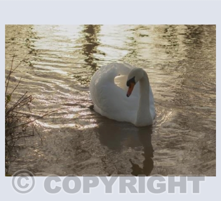 Swan Love