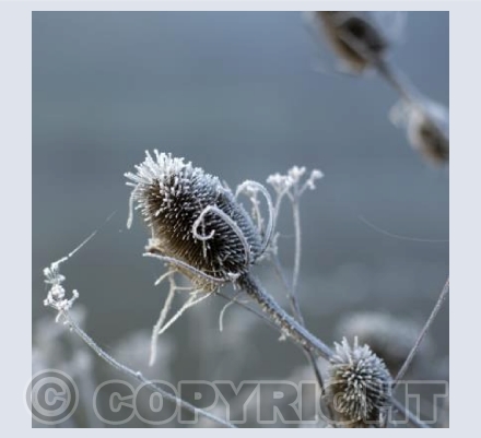 Frosted Teasel